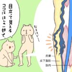 足の血管がボコボコ目立つ下肢静脈瘤（新宿外科クリニック監修）